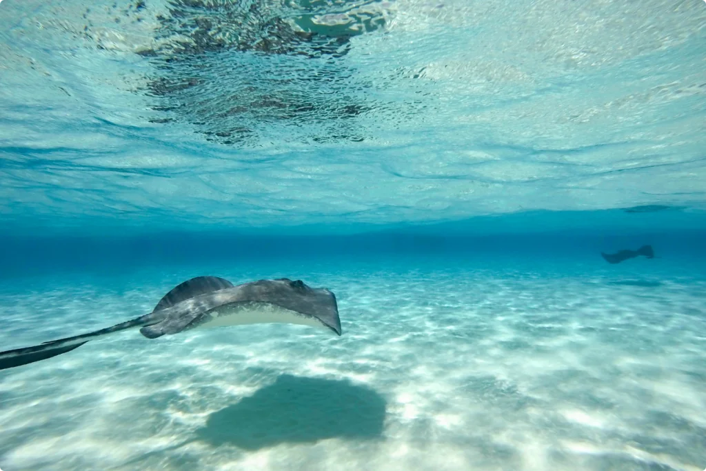 Grand Cayman Stingrays Excursion