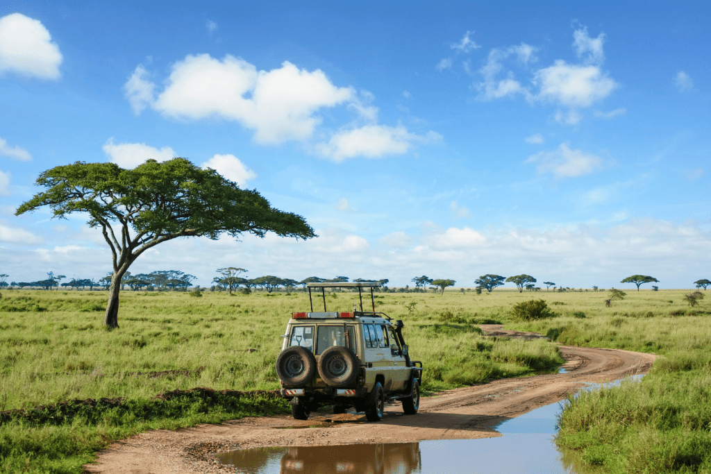 African Safari Tour Travel Agent
