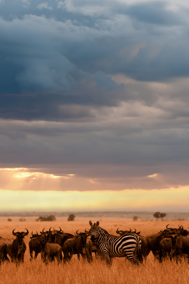 African Safari Travel Agent