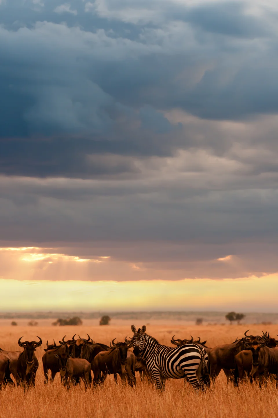 African Safari Travel Agent
